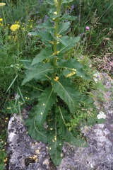Verbascum pyramidatum