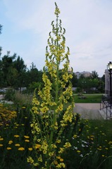 Verbascum pyramidatum