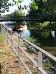 Alopochen aegyptiaca