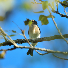 Fringilla coelebs moreletti