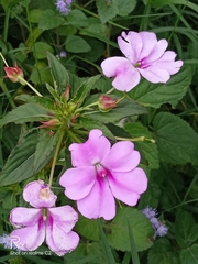 Impatiens platypetala