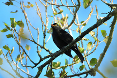 Turdus merula azorensis