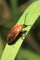 Pseudocistela ceramboides