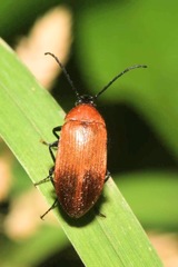 Pseudocistela ceramboides