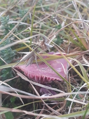 Hygrocybe cheelii