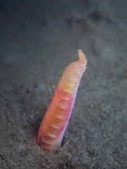 Pectinariidae