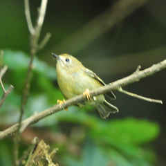 Regulus regulus azoricus