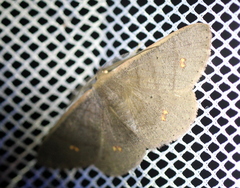 Casbia didymosticta