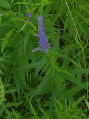 Veronica longifolia