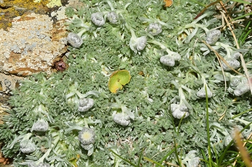 Artemisia granatensis · iNaturalist