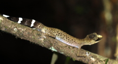 Carphodactylus laevis