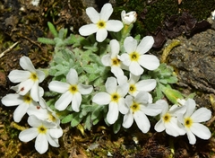 Androsace argentea