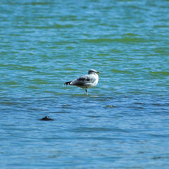 Larus michahellis atlantis