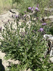 Cirsium arvense