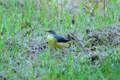 Motacilla cinerea patriciae