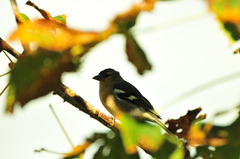 Fringilla coelebs moreletti