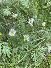 Tripleurospermum inodorum