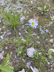 Tripleurospermum inodorum