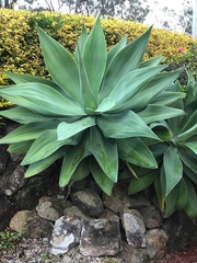 Agave mitis