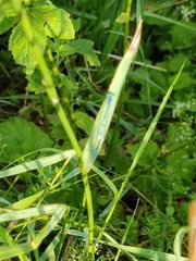 Enallagma cyathigerum