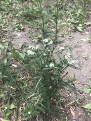 Achillea millefolium