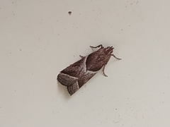 Nyctegretis lineana