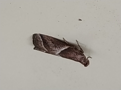 Nyctegretis lineana