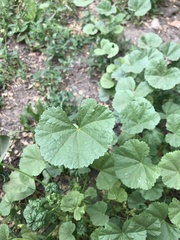 Malva pusilla
