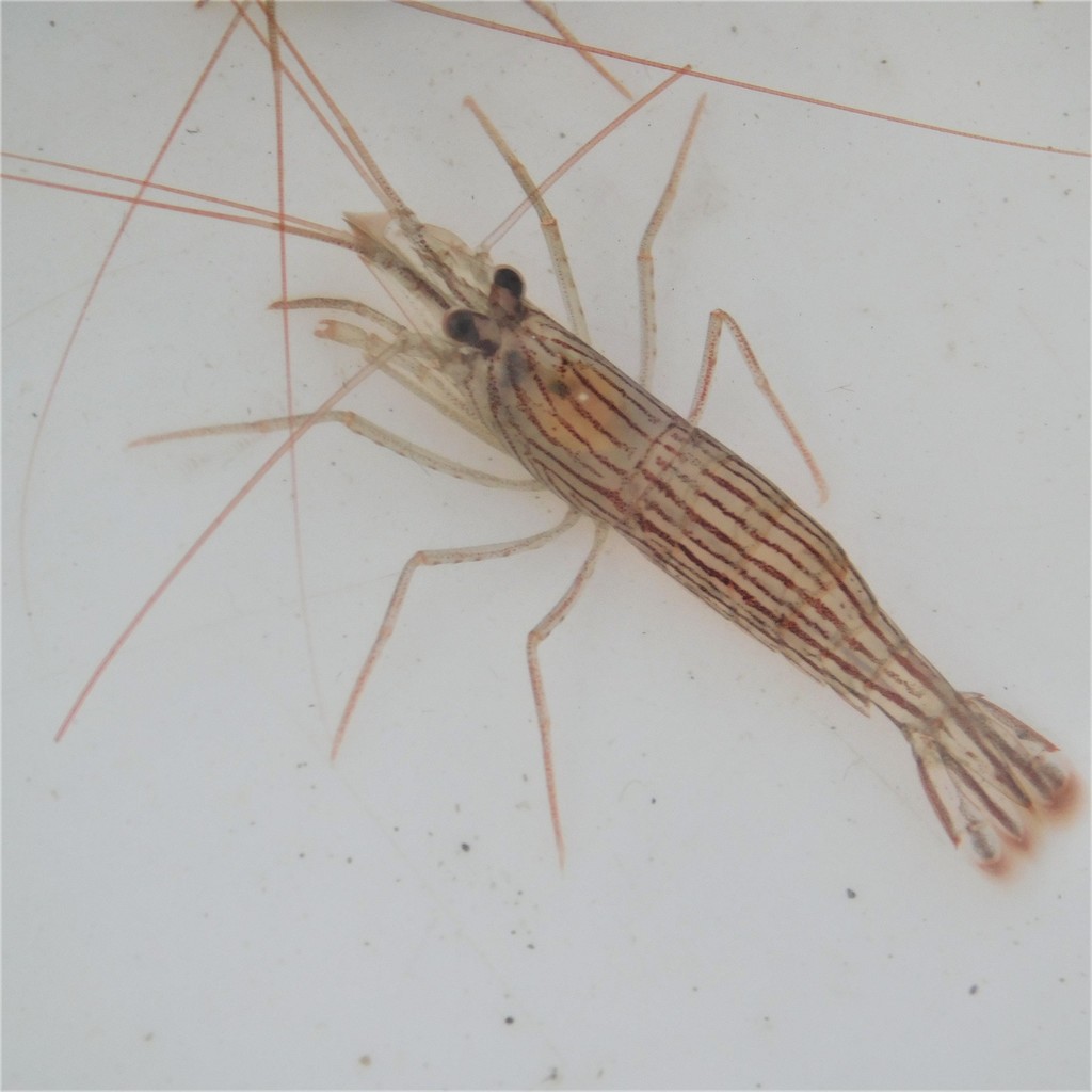Indian lined shrimp