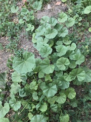 Malva pusilla