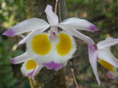 Dendrobium