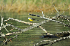 Motacilla cinerea patriciae