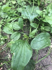 Plantago major