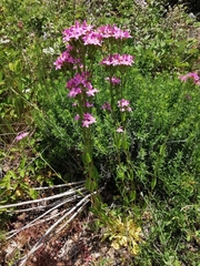 Centaurium grandiflorum