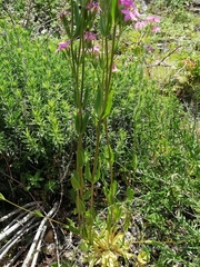 Centaurium grandiflorum