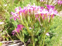 Centaurium grandiflorum
