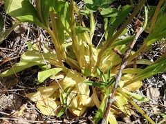 Centaurium grandiflorum