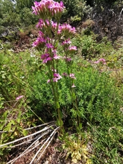 Centaurium grandiflorum