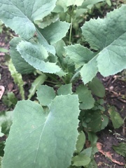 Sonchus oleraceus