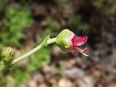 Scrophularia lucida