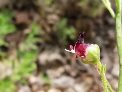 Scrophularia lucida