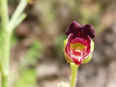 Scrophularia lucida