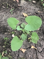 Sonchus oleraceus