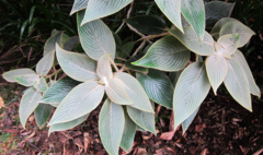 Strobilanthes gossypina