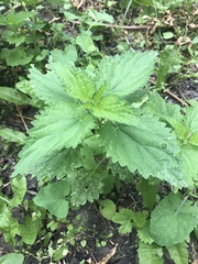 Urtica dioica