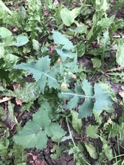 Sonchus oleraceus