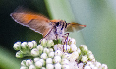 Ochlodes sylvanus