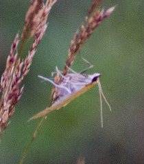 Udea fulvalis