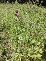Geranium phaeum phaeum