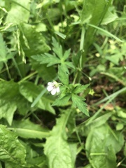 Geranium sibiricum